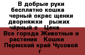 В добрые руки бесплатно,кошка,2.5черный окрас,щенки дворняжки,3 рыжих 1 чёрный,с › Цена ­ - - Все города Животные и растения » Кошки   . Пермский край,Чусовой г.